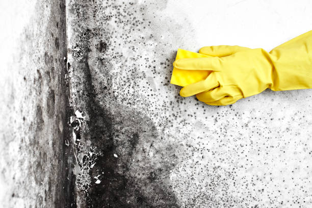 Best Black Mold Removal  in Copperas Cove, TX
