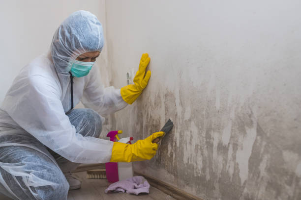 Best Certified Mold Removal  in Copperas Cove, TX