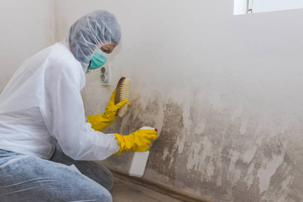 Mold Removal and Inspection in Copperas Cove, TX