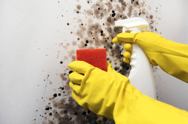Best Fast Mold Removal  in Copperas Cove, TX