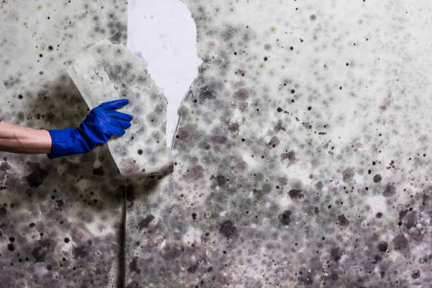 Best Residential Mold Removal  in Copperas Cove, TX