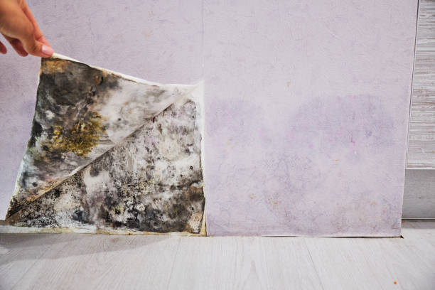 Best Mold Testing  in Copperas Cove, TX